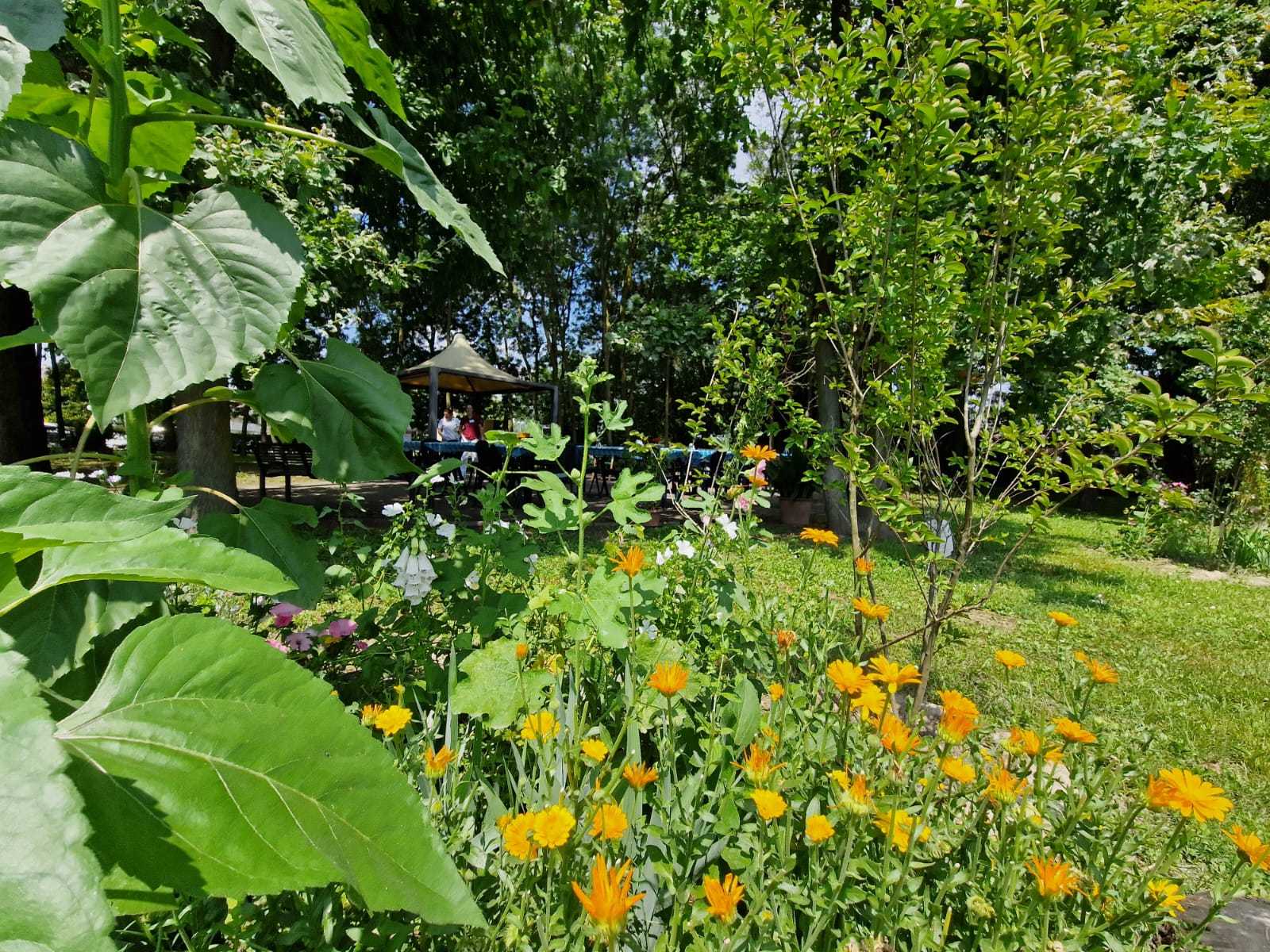 Un giardino con fiori giallo-arancio e foglie verdi, sullo sfondo gazebo con persone sedute ai tavoli